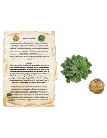 ROSA DE JERICÓ - O TALISMÃ DA RESSURREIÇÃO E DA FORTUNA - 100% NATURAL